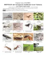 1419_colombia_reptiles_del_aeropuerto_guillermo_leon_valencia.pdf 