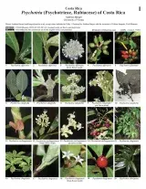 costarica_1465_psychotrieae_of_costa_rica.pdf