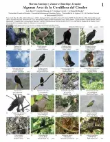 1476_ecuador_aves_de_la_cordillera.pdf 