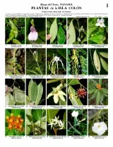 234_panama_plants_of_isla_colon.pdf