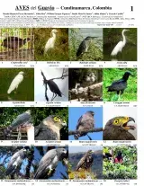 Cundinamarca -- Aves del Guavio