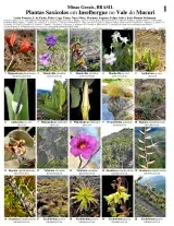 Minas Gerais --  Plantas Saxícolas no Vale do Muruci