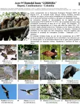 Cundinamarca -- Humedal Itzata-Aves