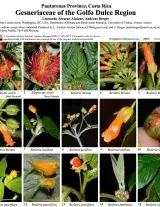 Gesneriaceae of the Golfo Dulce Region