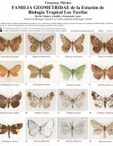 Familia Geometridae Los Tuxtlas