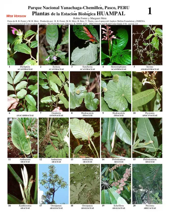 Pasco -- Yanachaga, Plants of the  Estación Biológica Huampal