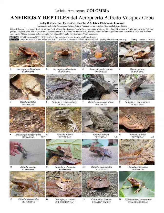 1439_brazil_reptiles_amphibians_of_alfredo_vazquez_cobo_airport.pdf