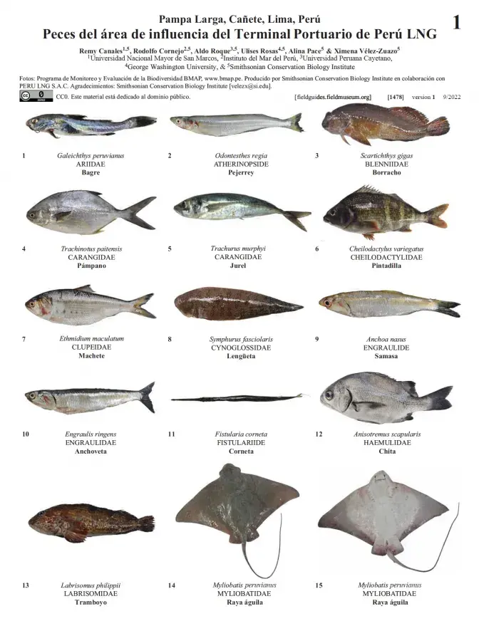 1478_peru_peces_terminal_portuario.pdf 