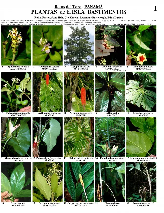 Bocas del Toro --  Plantas de la Isla Bastimentos