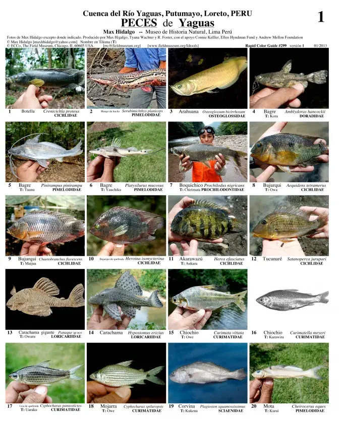 Loreto --  Yaguas River - Fishes