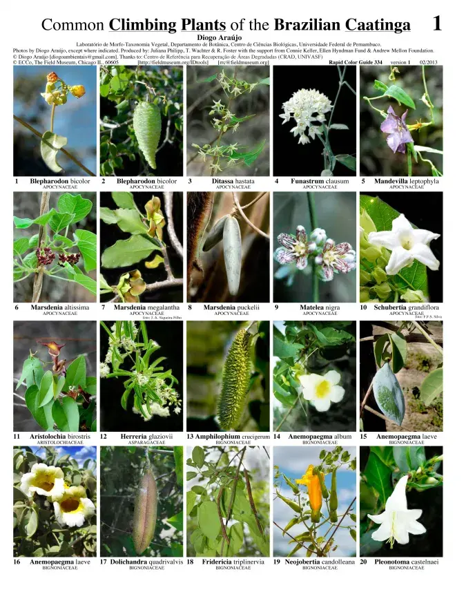 Pernambuco -- Trepadeiras de la Caatinga