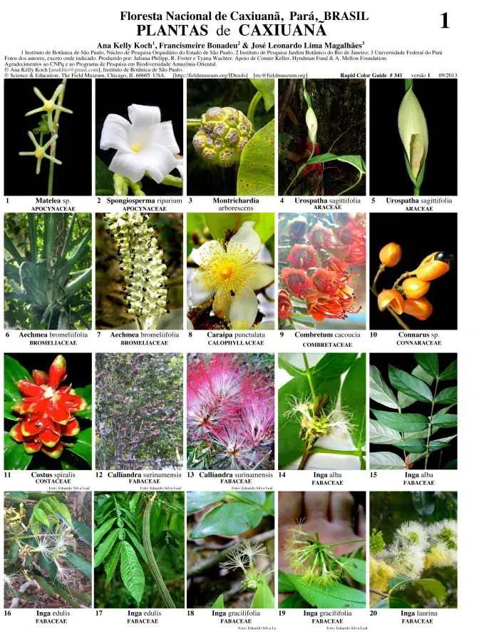 Pará --  Plantas da Floresta Nacional de Caxiuanã