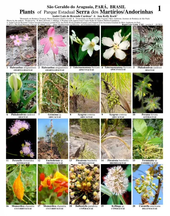 Pará -- Plantas da Serra das Andorinhas