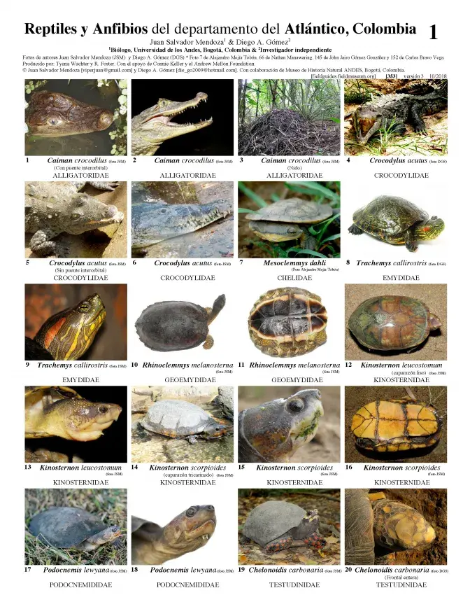 353_colombia_amphibians_and_reptiles_of_atlantico_v3.pdf