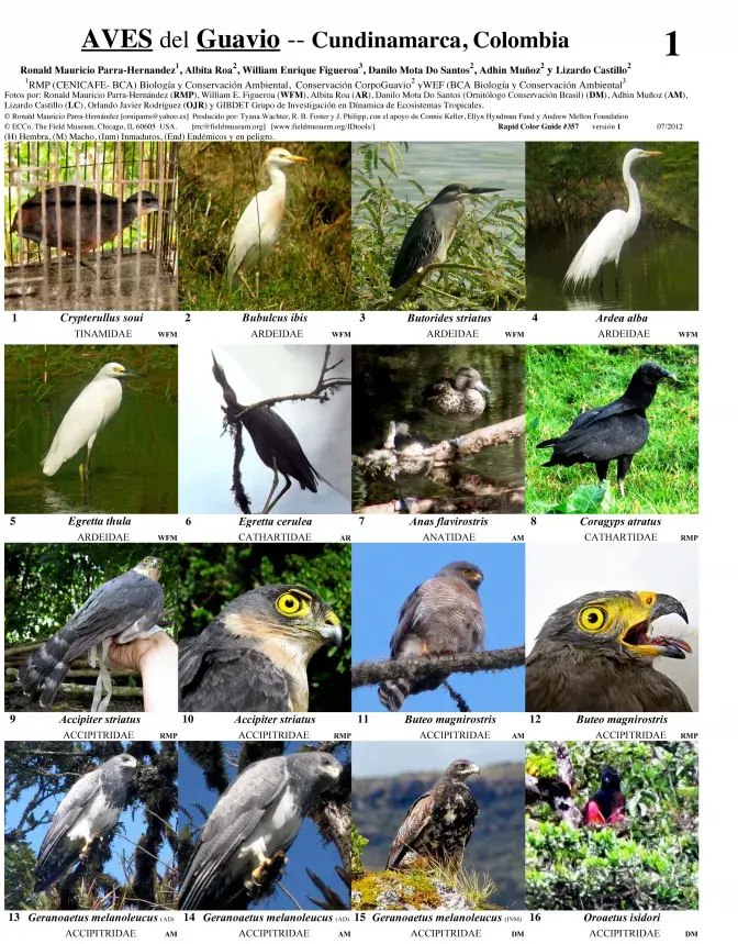 Cundinamarca -- Guavio - Birds