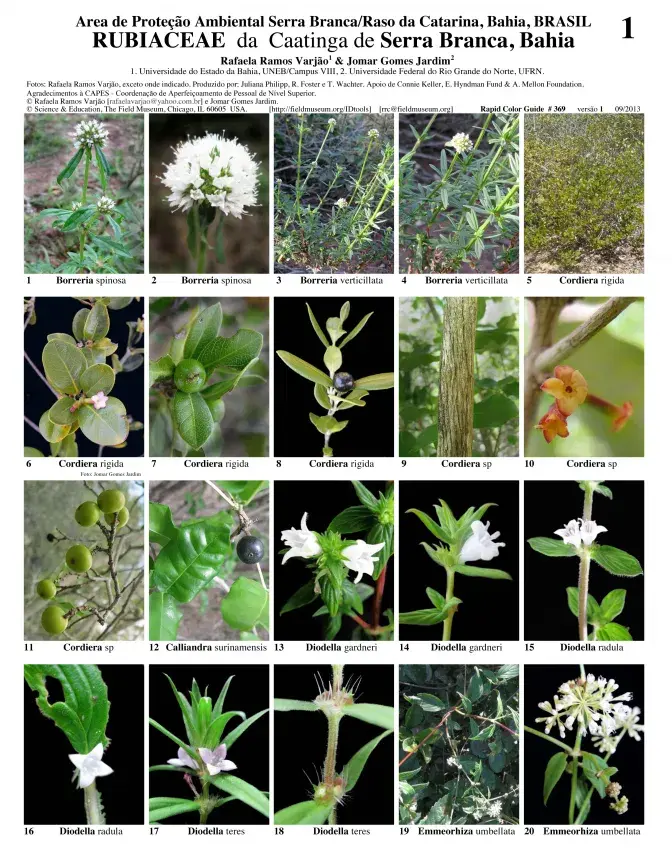 Bahia -- Rubiaceae da Caatinga