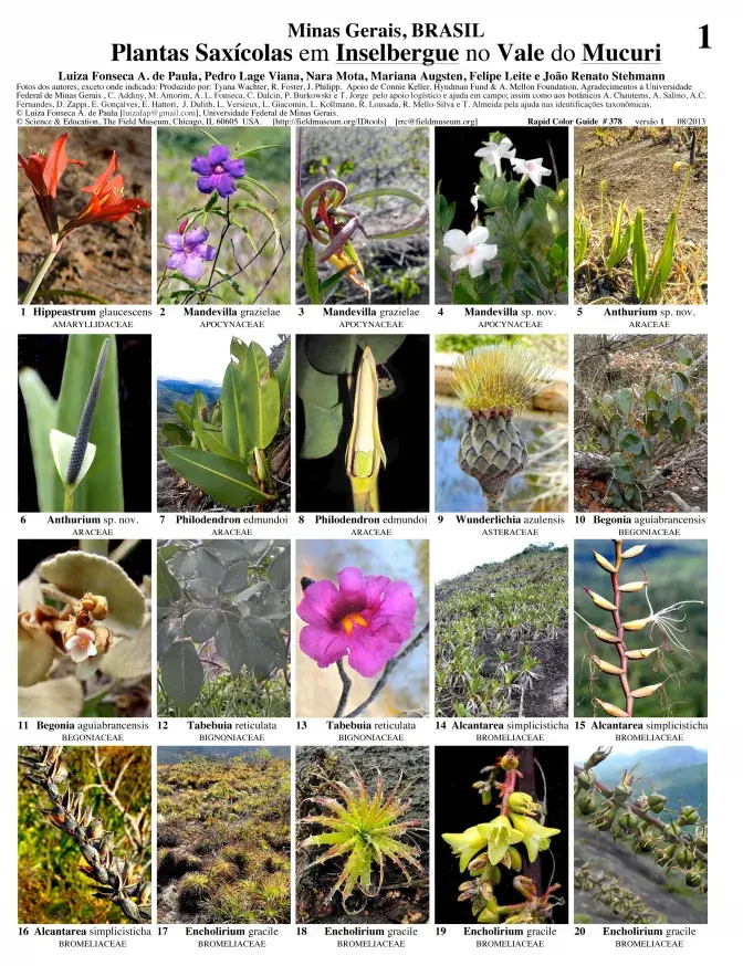 Minas Gerais -- Plantas Saxícolas en el Vale do Muruci