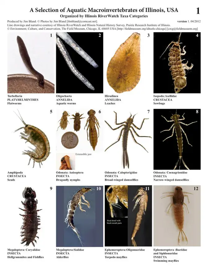 macro_id_cards_2015_v2.pdf