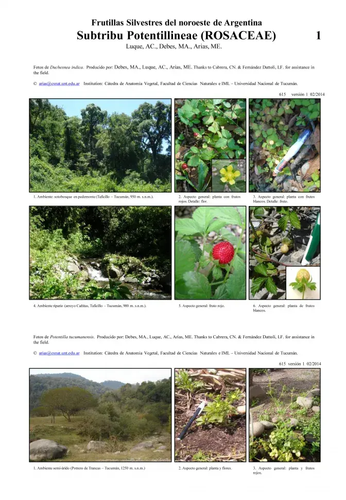 Wild Fruits from Northwest Argentina - Subtribe Potentillineae