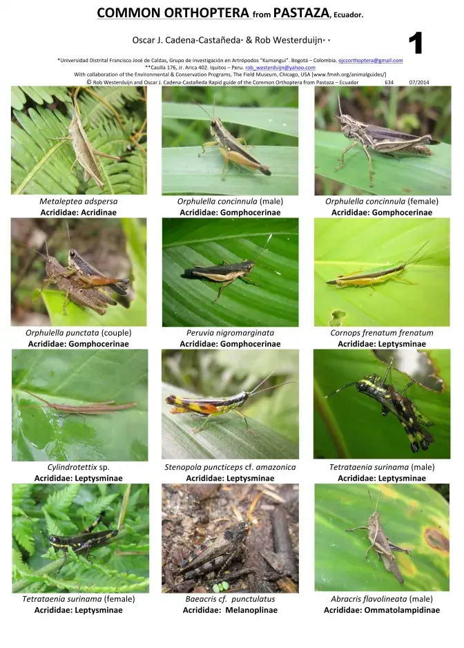 Pastaza -- Orthoptera Comuns