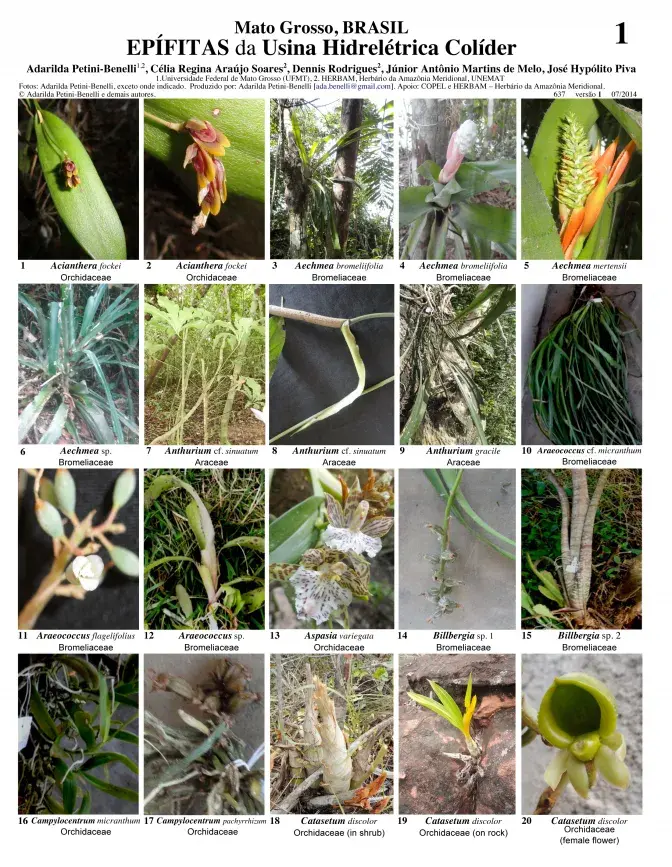 Mato Grosso -- Epiphytes of Usina Colíder