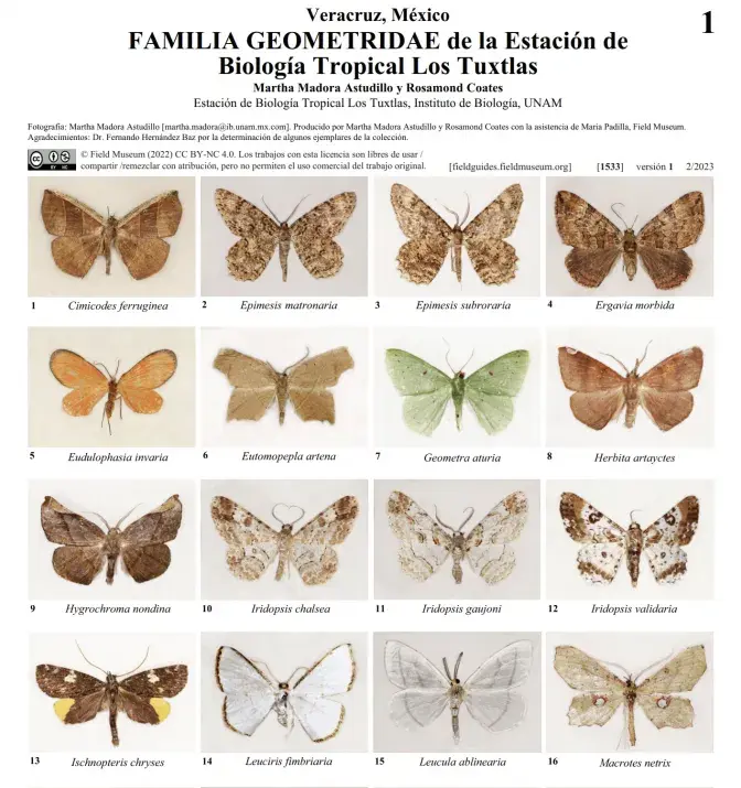 Familia Geometridae Los Tuxtlas