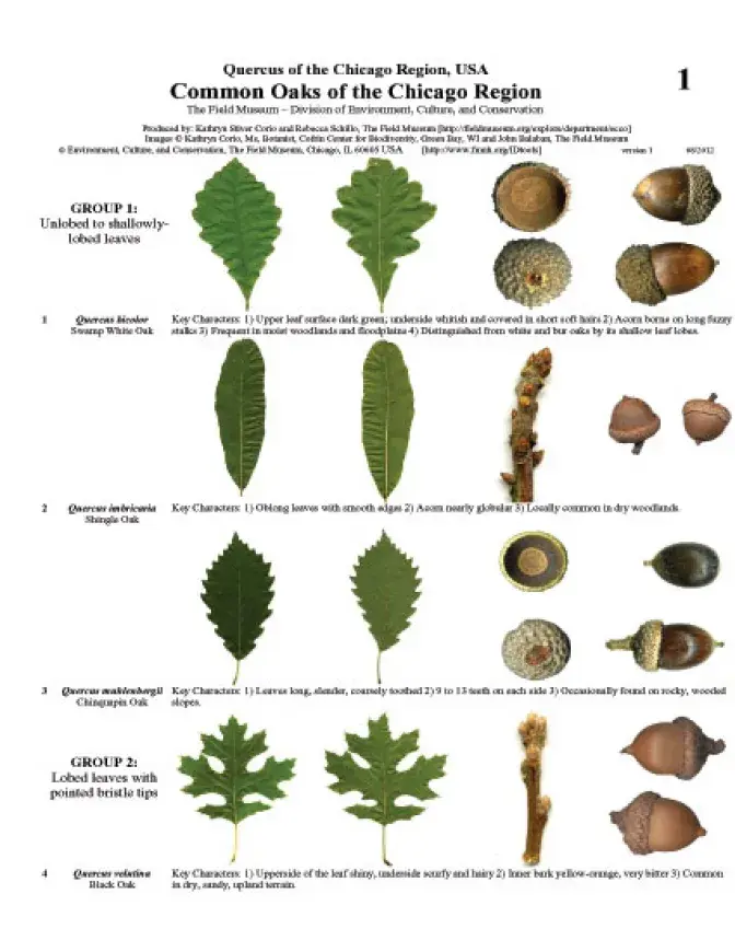 Illinois - Common Oaks of the Chicago Region