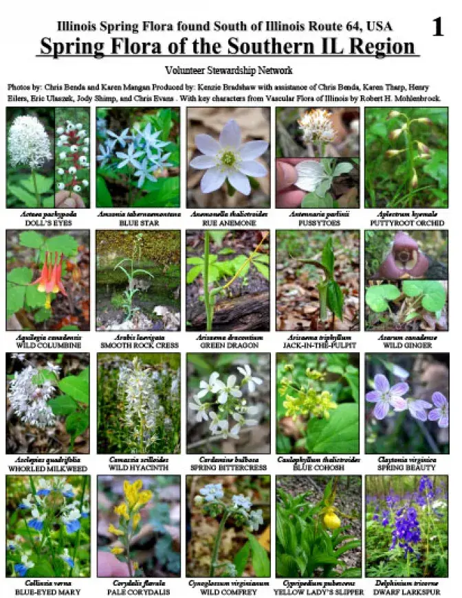 617_usa_spring_flora_of_the_southern_illinois.pdf